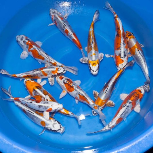 aAKL-004 Yamazaki Nisai Benikikokuryu 30-35cm