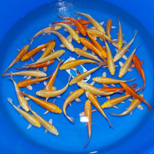 aSP-C071 Marujyu Tosai Yamabuki & Orenji Ogon 19-23cm