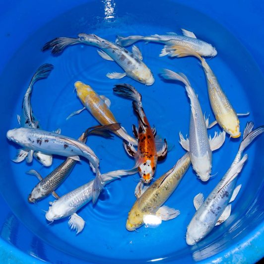 aSP-C073 Yamasan Nisai Longfin Mix 30-35cm