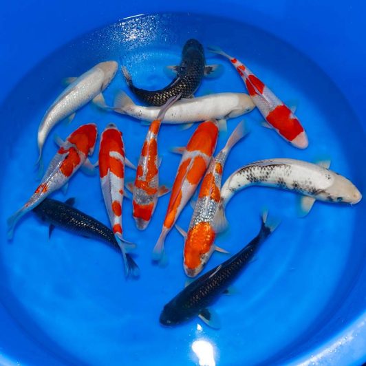 aSP-C074 Marushu Nisai Mix 30-35cm