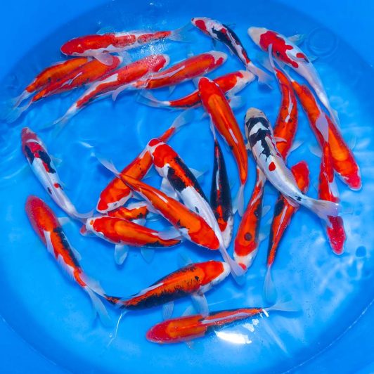 aSP-C078 Kawakami Selected Tosai Benikumonryu 23-28cm